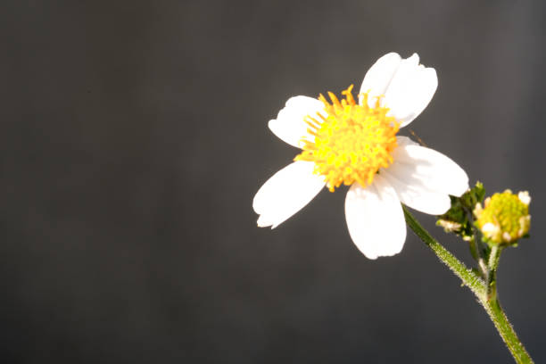 Biden Pilosa flower highlighted by the hot sun. A small flower isolated on a gray background. Plants and Flowers. Plants Closeup. Graphic Resources. Macrophotography Concepts