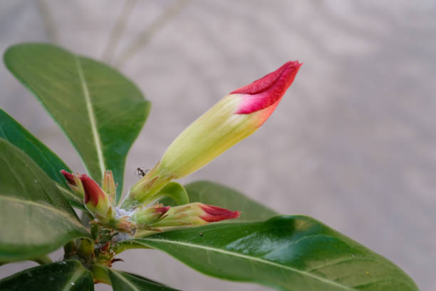 Japanese Frangipani Flower Buds Close Up. Tropical flower of Adenium Obesum type. Plants and Flowers. Plants Close Up. Beauty and richness of nature. Macrophotography Concept