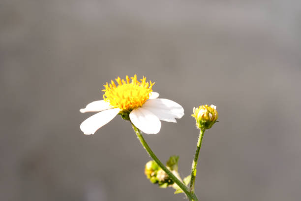 Biden pilosa flower buds in the afternoon. Isolated flower with wall background and exposed to afternoon sunlight. Plants and flowers. Flora aesthetics. Flower photography concept.