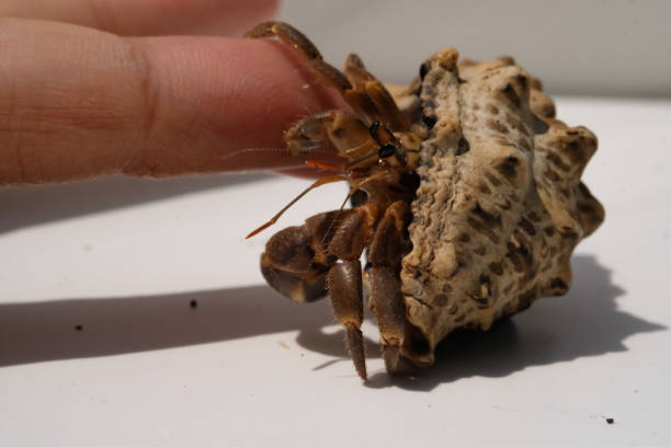 istock Hermit Crab Pet hanging on finger 2182382769