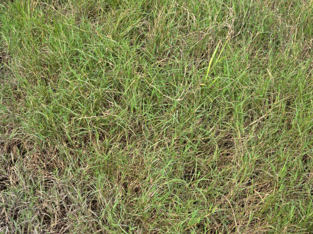 istock green grass in garden 2182383499