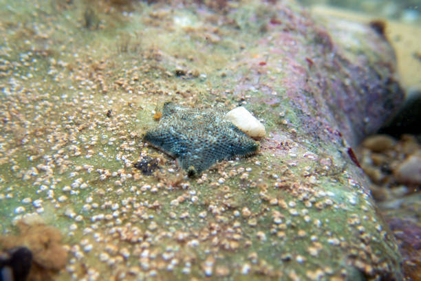Asterina gibbosa, commonly known as the starlet cushion star, is a species of starfish in the family Asterinidae. It is native to the northeastern Atlantic Ocean and the Mediterranean Sea