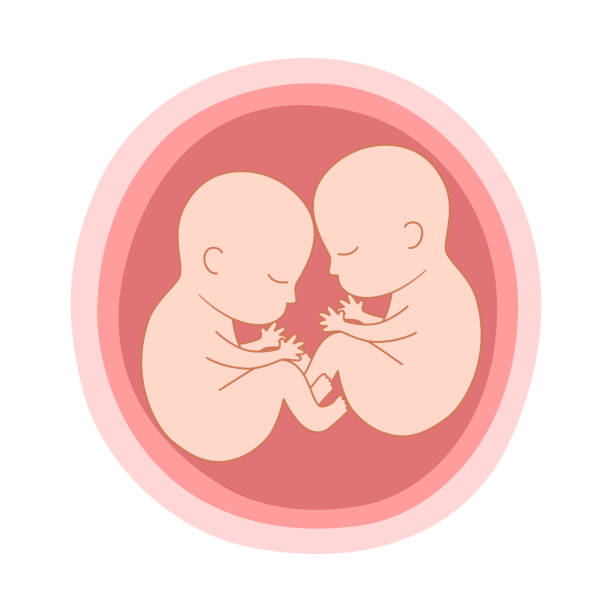 双子の胎児の概念ベクトル イラスト出生前の成長している赤ちゃん。 - 双子点のイラスト素材/クリップアート素材/マンガ素材/アイコン素材