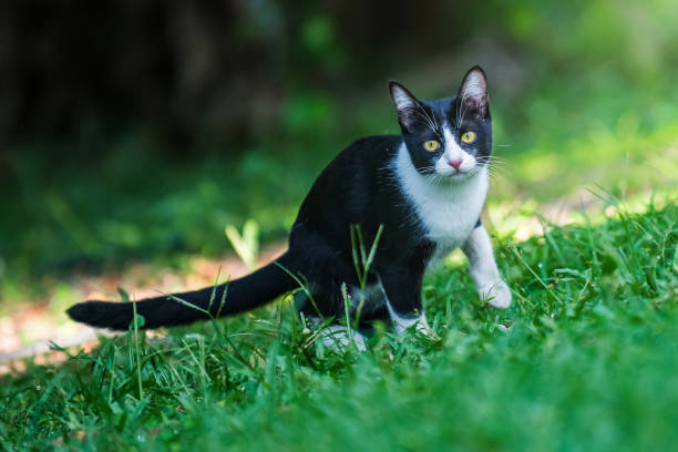 istock Bicolor cat relaxing on green grass in a garden. 2182391049
