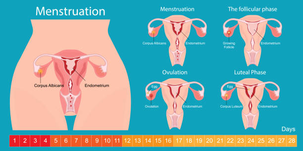 Menstruation is the regular discharge of blood and mucosal tissue. Menstruation is the regular discharge of blood and mucosal tissue from the inner lining of the uterus through the vagina, menstruation, the follicular phase, ovulation and the luteal phase.healthcare diagram of menstrual cycle stock illustrations