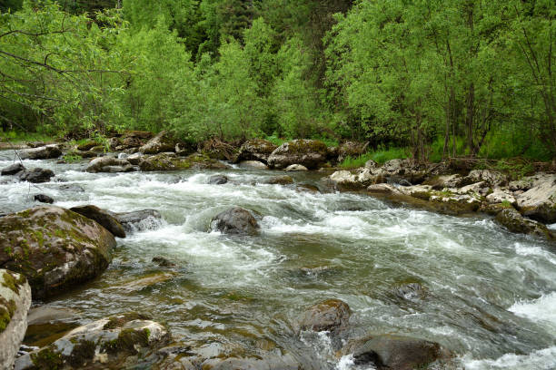 istock A stormy stream of a swift river flowing down from the mountains through a dense summer forest after rain. 2182393693
