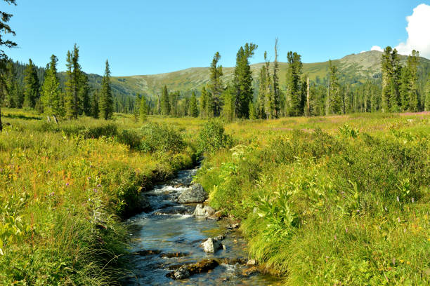 istock A stormy mountain stream flows through a wide clearing with tall grass towards a dense coniferous forest on a clear summer day. 2182393729