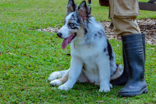 Energetic Blue Merle Australian Shepherd Puppy Sitting on Grass