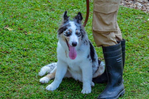 istock Australian Shepherd Dog Sitting on Grass Field 2182393917