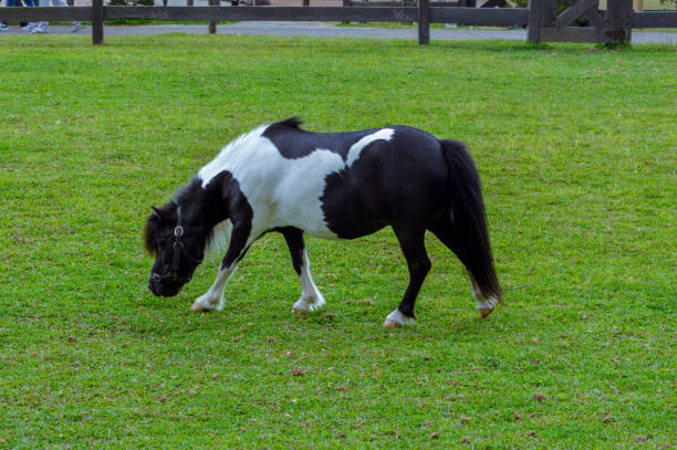 A small black and white pony grazing on a lush green field, showcasing its peaceful and calm demeanor. Ideal for themes related to farm animals, nature, and countryside.
