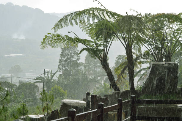 istock Black Tree Fern Sphaeropteris Medullaris in Heavy Rain 2182393988