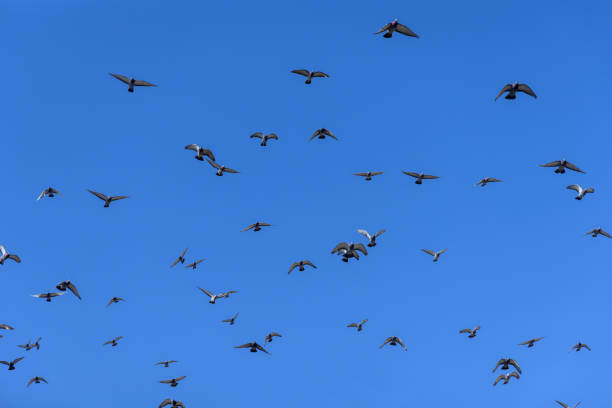There are pigeons flying in bright blue sky without any clouds.