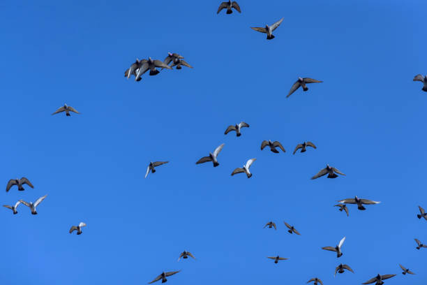 Pigeons fly against background of bright blue cloudless sky.