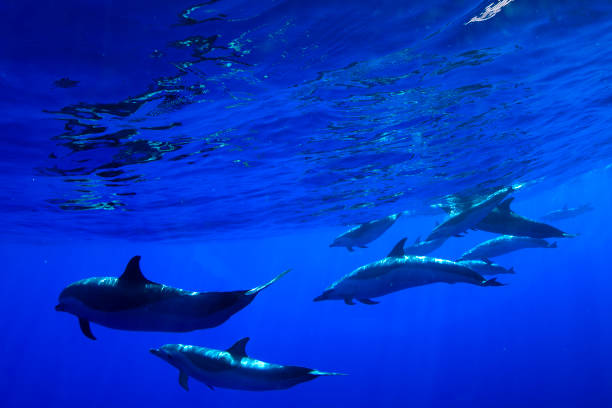 istock Dolphins of Oahu 2182398120