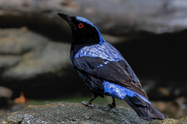 istock Asian fairy-bluebird on a rock 2182399848
