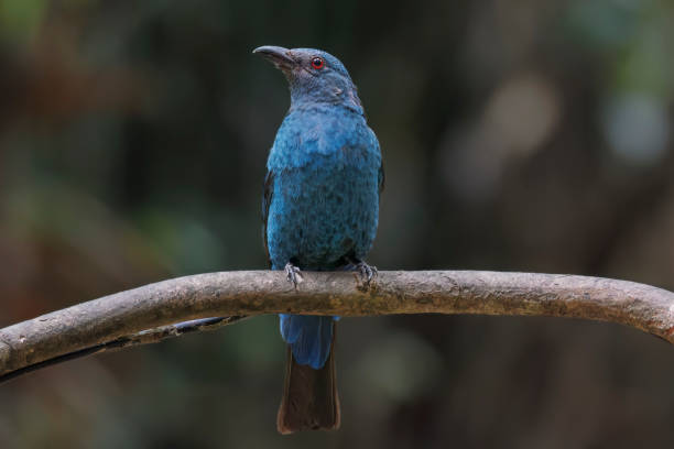 istock Asian fairy-bluebird on a branch 2182399853