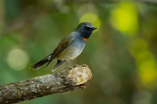 istock Rufous-gorgeted flycatcher on a branch, Bokeh background 2182399855