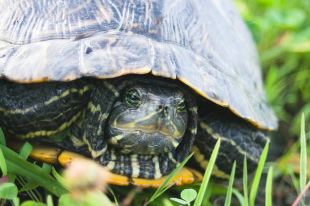 istock A peaceful afternoon of a red-eared slider 2182400387