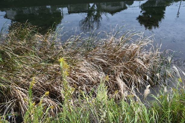 istock Broadleaf cattail (Typha latifolia). Typhaceae perenniaru emergent plants. I 2182401369