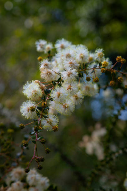 istock Acacia hubbardiana in the Wallum 2182405363