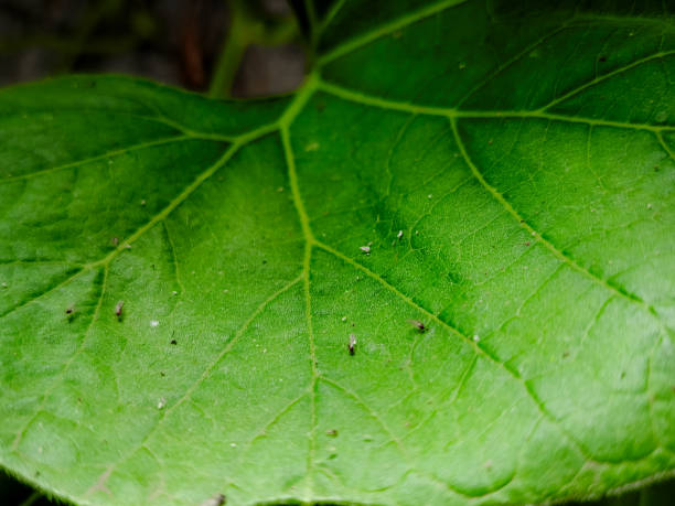 istock Close-Up of a Leaf With Intricate Veins and Tiny Insects 2182405409