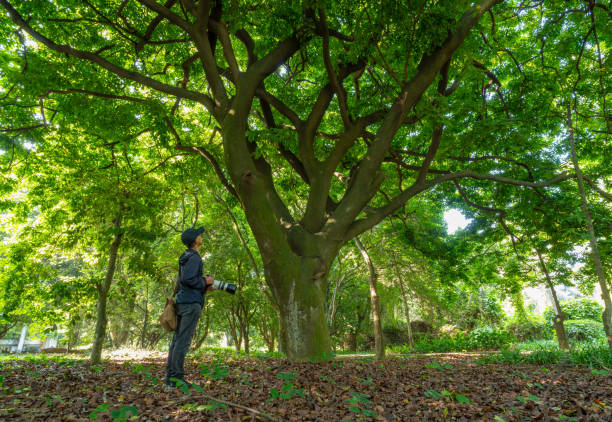 istock Photographer interacts with the strangely posed trees in the tropical forest 2182407097