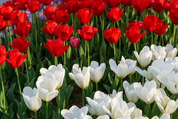 istock Various tulips in the park 2182407545