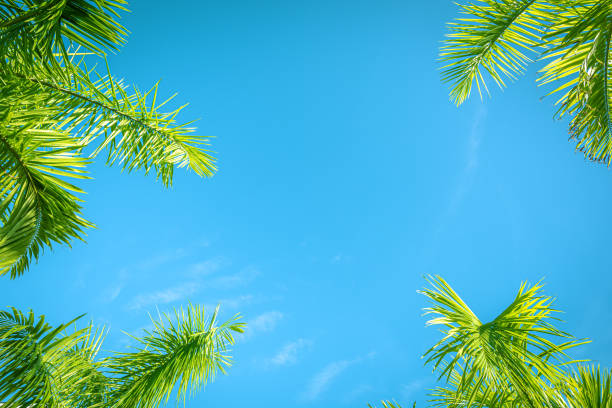 Palm tree leaves against the sky. Tropical nature background