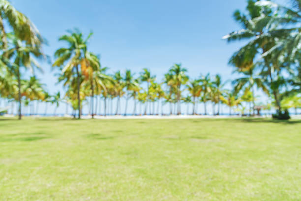 Tropical paradise beach coconut palm trees defocused blurred abstract background