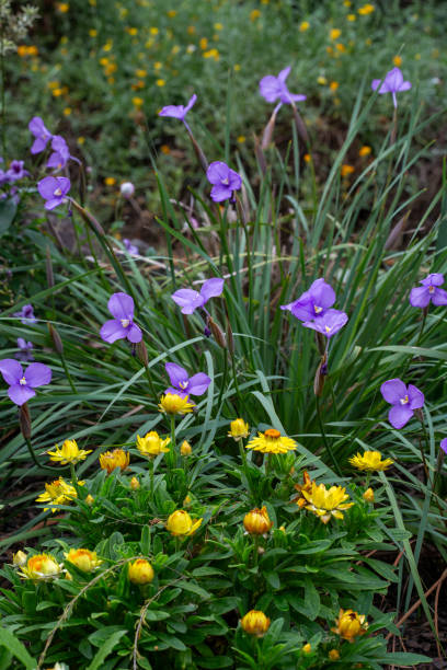 istock Australian native cottage garden 2182410309