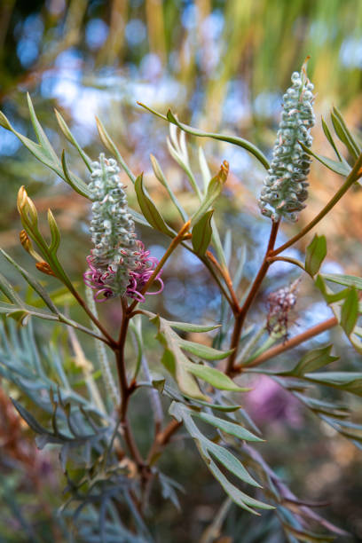 Grevillea Dorthy Gordon flower buds- Australian native, Australian flora
