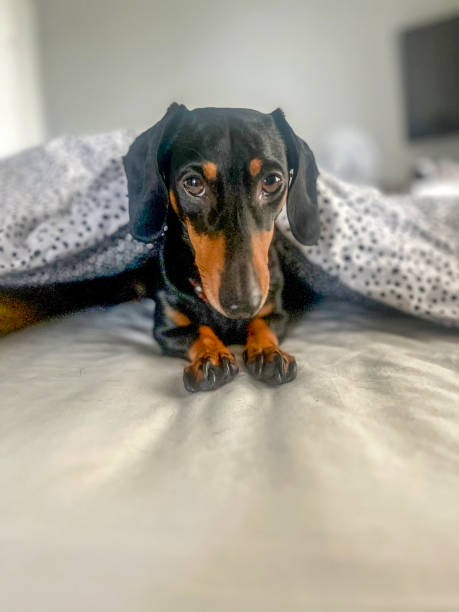 istock Dachshund wrapped in bed blanket 2182411417