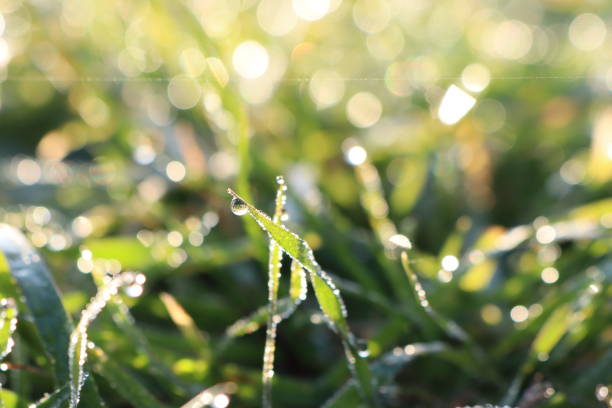 A tranquil image of lush grass with sparkling morning dew, beautifully highlighting natures beauty