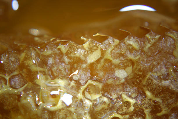 Fresh farm honey and honeycomb close-up.