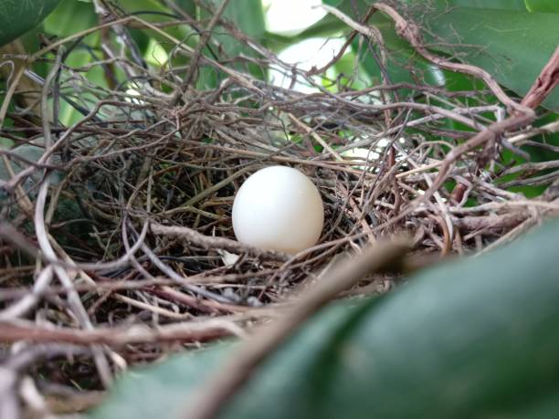 istock One spotted Dove egg in its nest close up 2182412612