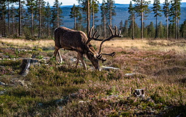 Bull Mountain Reindeer Foraging on the Forest Floor in Idre, Dalarna Sweden in Summer A bull mountain reindeer foraging on the forest floor amidst the woodland of Idre, Dalarna, Sweden, showcasing the beauty of the boreal forest in summer. bull pine stock pictures, royalty-free photos & images
