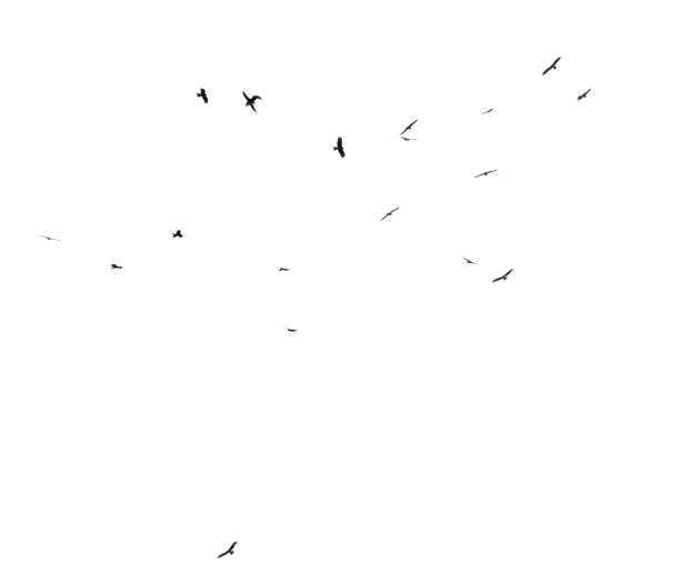 istock A flock of birds in flight isolated on a white background 2182416267