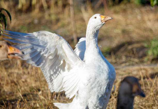 A white duck with a yellow beak stands in a field. The duck is the main focus of the image, and it is in a relaxed and content state. The field is filled with grass