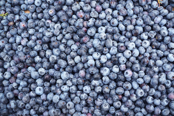istock Close up on the fresh picked blueberry as food background 2182416414