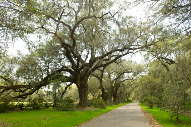 istock Hiking trail with big oak tree on both sides 2182416446