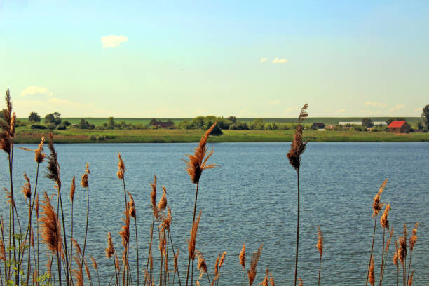 Summer rural landscape with an open-air lake.