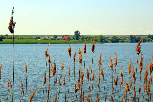 Summer rural landscape with an open-air lake.