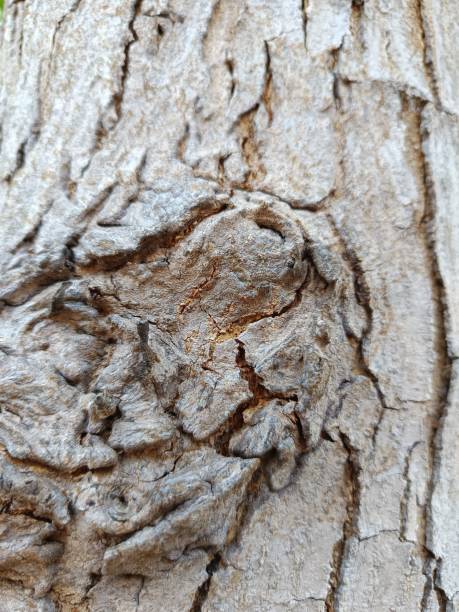 istock The natural texture of tree bark 2182421218