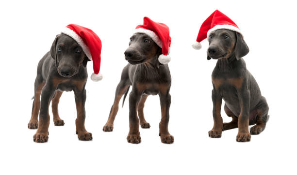 Doberman pinscher with santa claus hat