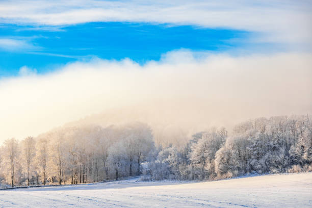 istock Frosty forest by a field with fog a cold winter day 2182422935
