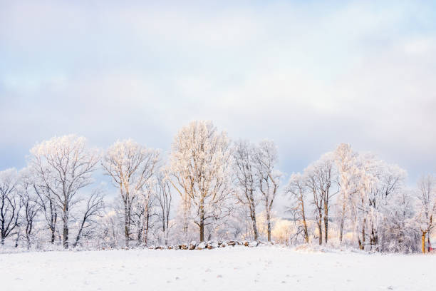 istock Frosty trees by a snowy field in the countryside 2182423075