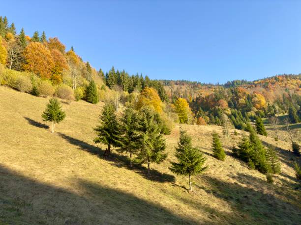 Beautiful autumn landscape in Romania. Rural scene