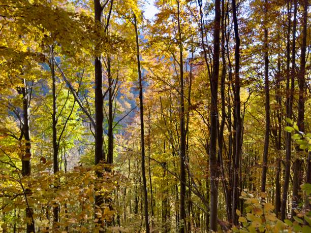 istock Beautiful autumn colors 2182428514