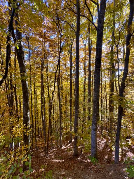 istock Beautiful autumn colors 2182428659