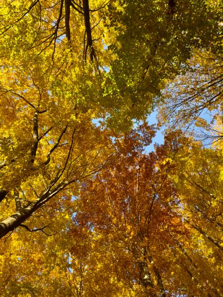 istock Beautiful autumn colors 2182428998